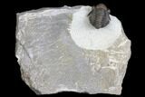 Detailed Gerastos Trilobite Fossil - Morocco #145749-1